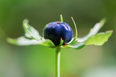 Herb Paris (Paris quadrifolia) berry