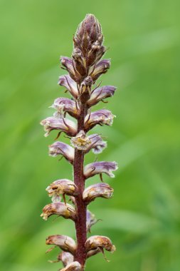 Ortak broomrape (Orobanche küçük) çiçek