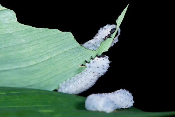 Süleyman'ın mührü sawfly (Phymatocera aterrima) larvaları besleme — Stok fotoğraf