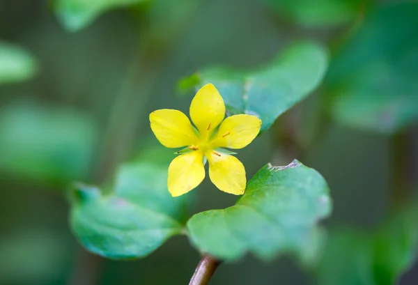 Květina žlutá rolní (Lysimachia nemorum) — Stock fotografie
