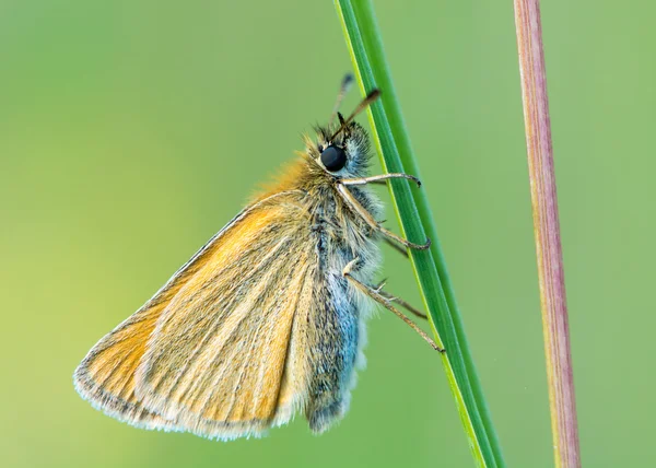 Эссекский шкипер (Thymelicus lineola) отдыхает на траве — стоковое фото