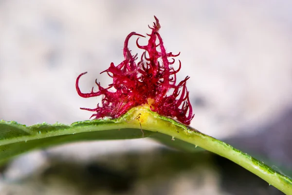 Bedeguar Gall Wasp (Diplolepis rosae) fel na folha de rosas — Fotografia de Stock