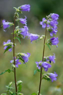 Isırgan-terk çan çiçeği (Campanula trachelium) çiçekleri