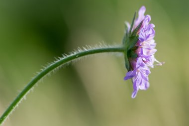 Alan uyuz (Knautia arvensis) çiçek