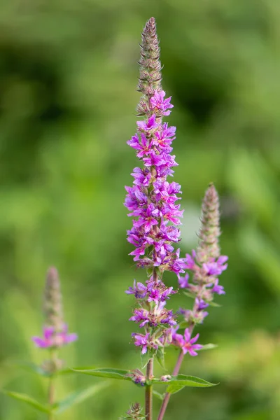 Purple loosestrife (Lythrum salicaria) inflorescence — Stock Photo, Image