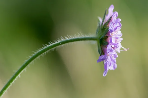 Field scabious (Knautia arvensis) flower — Stock Photo, Image