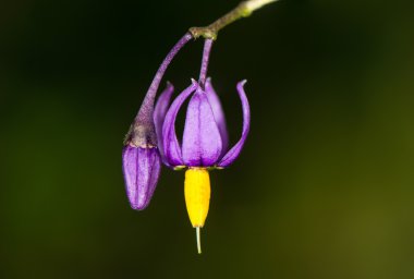Bittersweet itüzümü (Solanum dulcamara) çiçek