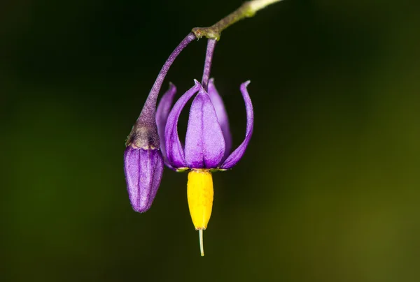 苦乐参半的茄 （龙葵杜尔卡马拉） 花 — 图库照片