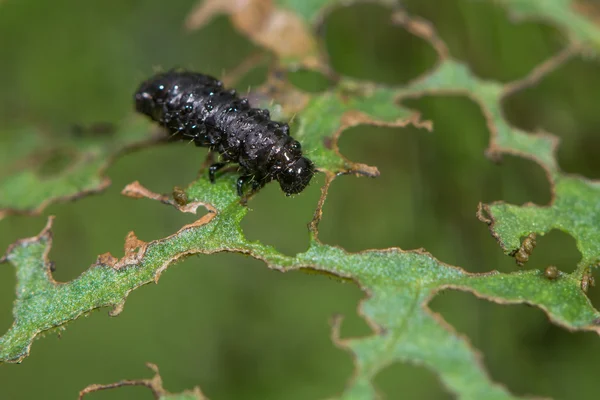 Зелений док жук (Gastrophisa viridula) личинка — стокове фото