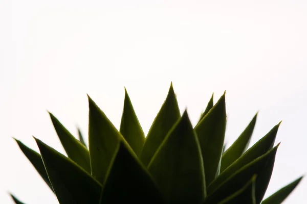 Monkey puzzle tree (Araucaria araucana) leaves — Stock Photo, Image