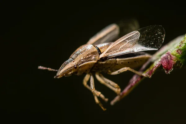 Bishop's mitre (Aelia acuminata) moments before take off — Stock Photo, Image