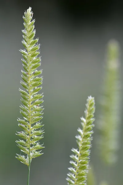 Cola de perro crestada (Cynosurus cristatus ) — Foto de Stock