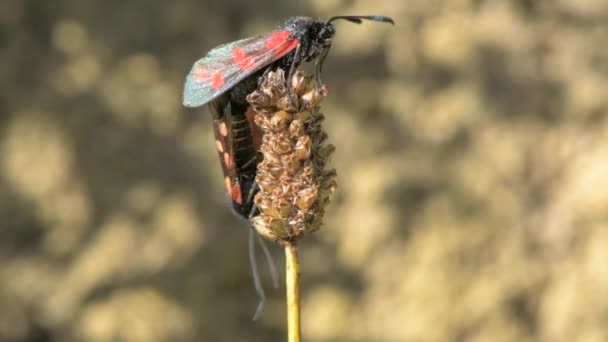 Έξι-spot burnet σκώροι (Zygaena filipendulae) ζευγάρωμα — Αρχείο Βίντεο