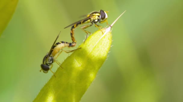 Lange Schwebfliegen (sphaerophoria scripta) bei der Paarung — Stockvideo