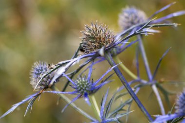 Akdeniz holly (Eryngium bourgatii) flowerheads