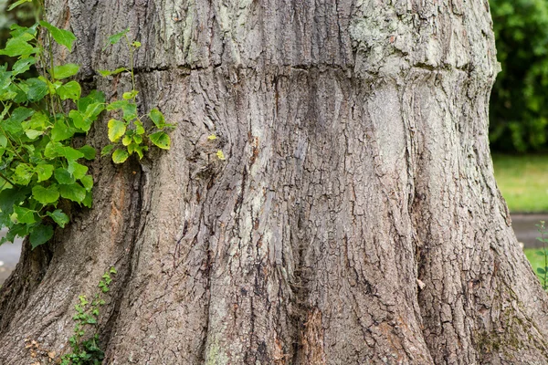 Tronc d'arbre marqué par une bande serrée tout en se rapprochant — Photo