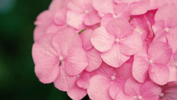 Pink Hydrangea flowers moving in breeze — Stock Video
