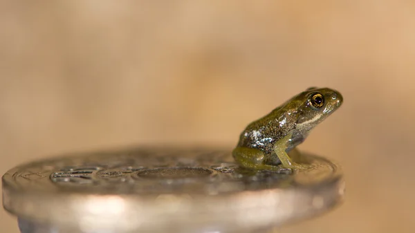 Gemensamma groda (Rana temporaria) froglet på mynt — Stockfoto