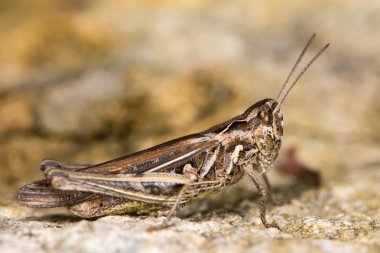 Alan çekirge (Chorthippus brunneus) tam olarak kanatlı formu
