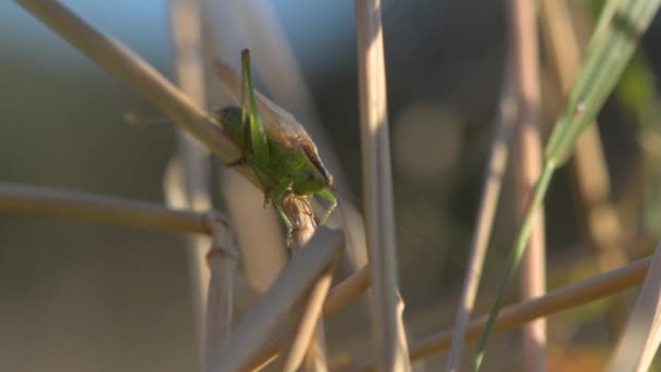 Long-φτερωτό conehead (Conocephalus αποχρωματίζει) καλώντας το τραγούδι — Αρχείο Βίντεο