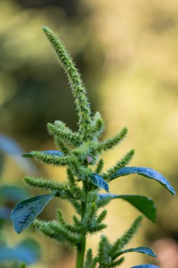 Çiçek yeşil mor (Amaranthus hybridus)