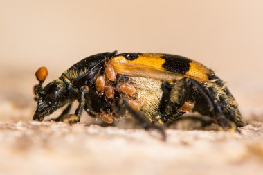 Nicrophorus vespillo burying beetle with mites clipart