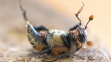 Nicrophorus vespillo burying böceği akarları ile
