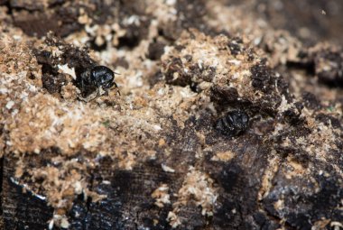 Digger tünellerde tahta çıkan Yaban arıları