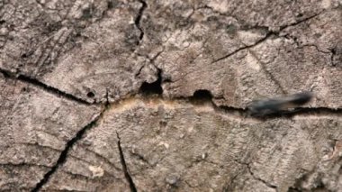 Digger girme ve tüneller ormanda bırakarak Yaban arıları