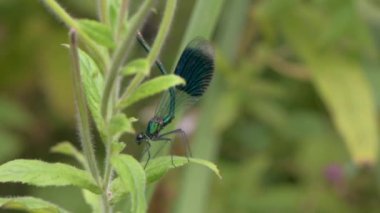 Şeritli telli (Calopteryx splendens) erkek temizlik karın