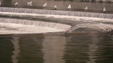 Weir Nehri'nin üzerinde ringa martı (Larus argentatus)