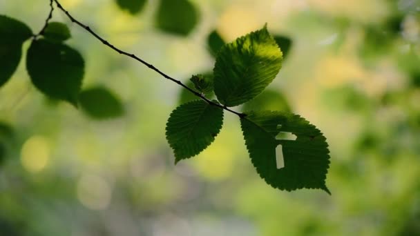 Wych elm (Ulmus glabra) folhas em movimento na brisa — Vídeo de Stock
