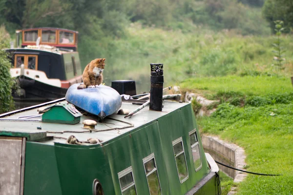 Gatto seduto sulla canoa sul tetto della barca canale — Foto Stock