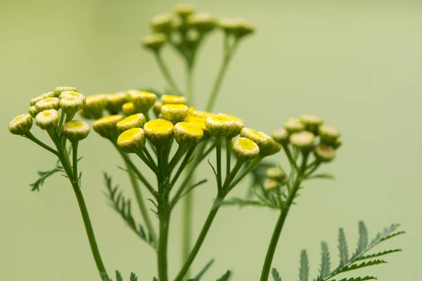 Tansy (Tanacetum vulgare) flores de plantas —  Fotos de Stock