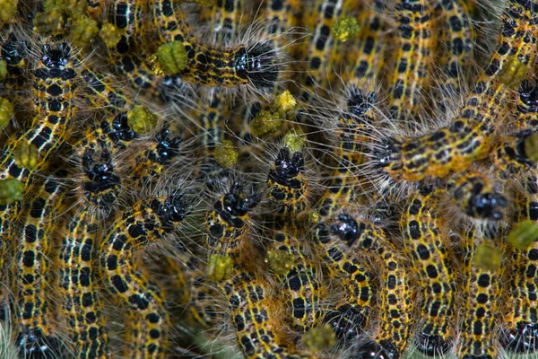 Метелик Баффа (Phalera bucephala) ранні інстинктні гусениці — стокове фото