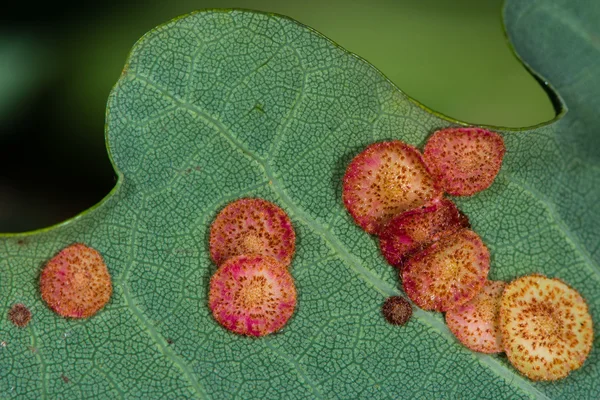 Обыкновенная блестковая желчь (Neuroterus quercusbaccarum) на дубовом листе — стоковое фото