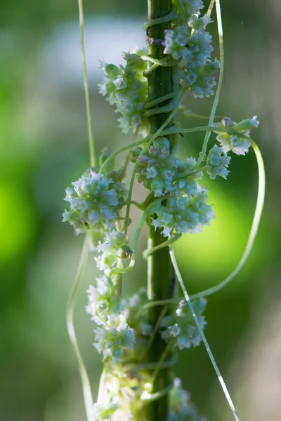 Mayor dodder (Cuscuta europaea) sobre el tallo de ortiga Imagen De Stock