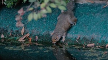 Gri sincap (Sciurus carolinensis) ve kahverengi fare (Rattus norvegicus) Bahçe Havuz