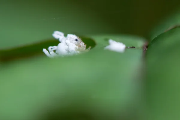 Larva de mosca-da-serra (Eriocampa ovata) em plantas alimentícias — Fotografia de Stock