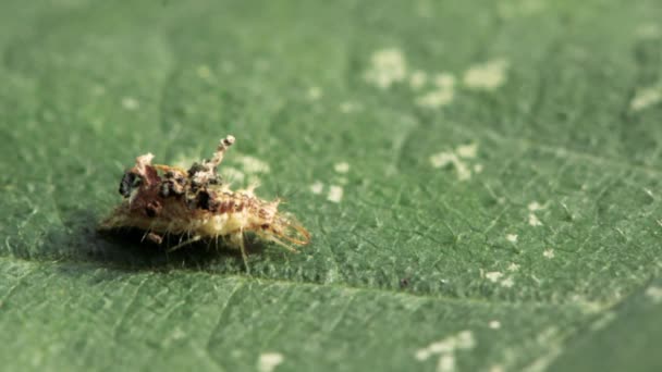 Lacewing larva i skyddsfodral — Stockvideo