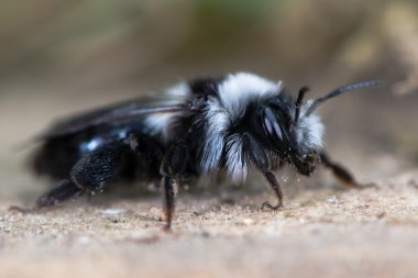İkinci nesil küllü incelemesi arı (Andrena cineria)