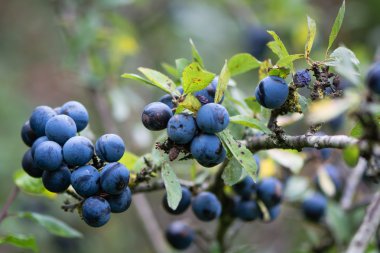 Sloe berries on blackthorn (Prunus spinosa) clipart