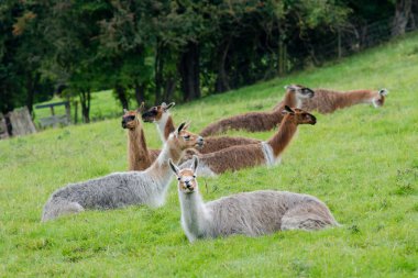 Oturan llamas sürüsü alanında otlatma