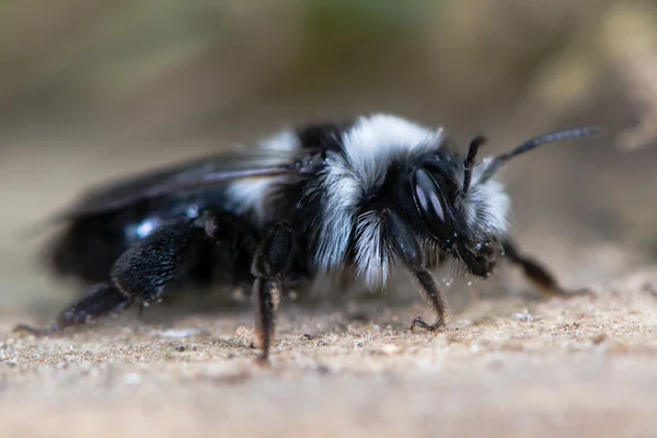 Andra generationen ashy gruvdrift bee (Andrena cineria) — Stockfoto