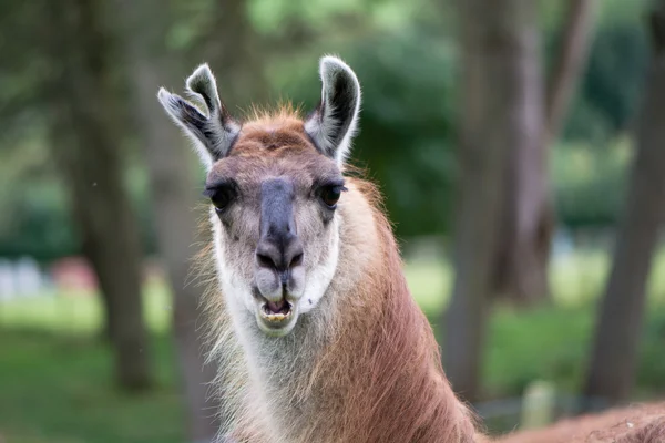 Llama con la oreja rota y el cuello —  Fotos de Stock