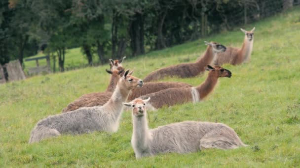 Kudde lama's grazen in Britse veld — Stockvideo