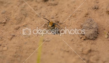 Ivy arılar (Colletes hederae) ve burrows çevresinde