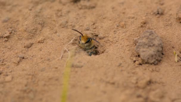 Ivy včely (Colletes hederae) v místě a okolí burrows — Stock video