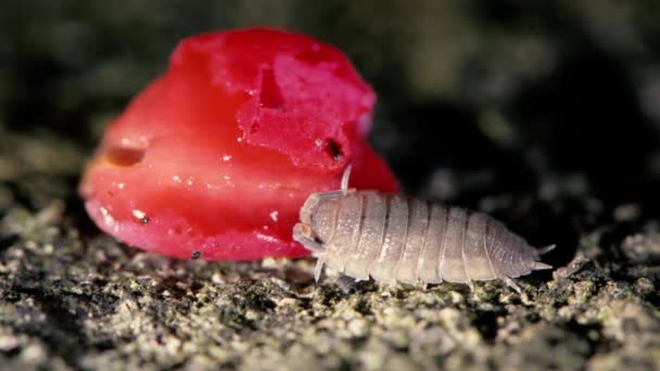 Грубая мошкара (Porcellio scaber) ест тисовую ягоду — стоковое видео