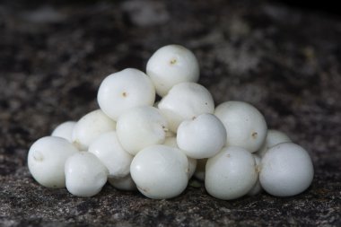 Ortak snowberry (Symphoricarpos albus) meyve yığını
